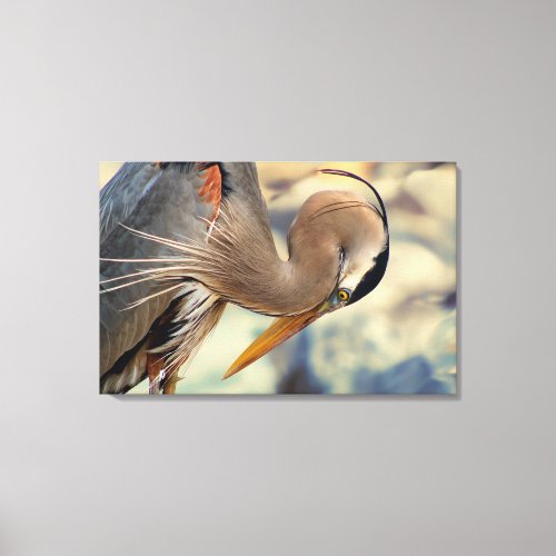 Great Blue Heron Posing on the Gulf Coast Canvas Print