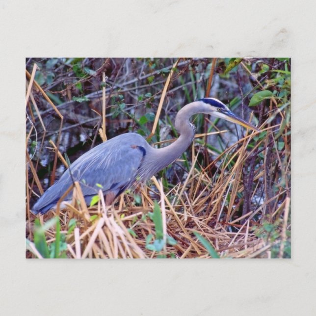 GREAT BLUE HERON POSTCARD (Front)