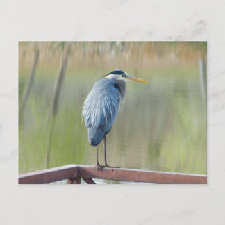Great Blue Heron Postcard