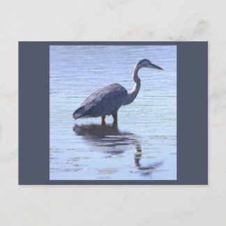 Great Blue Heron Postcard