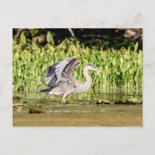 Great Blue Heron Postcard