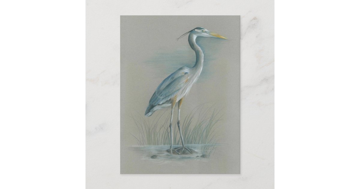 Great Blue Heron Postcard | Zazzle