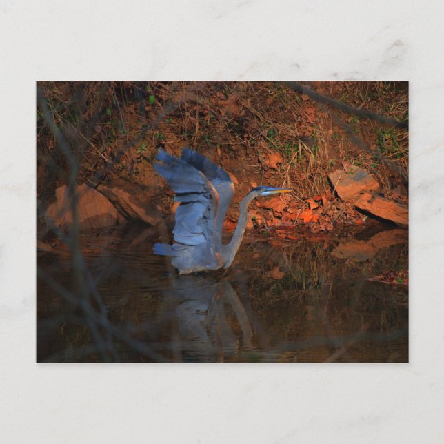 Great Blue Heron Postcard (Front)