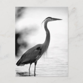 Great Blue Heron Postcard