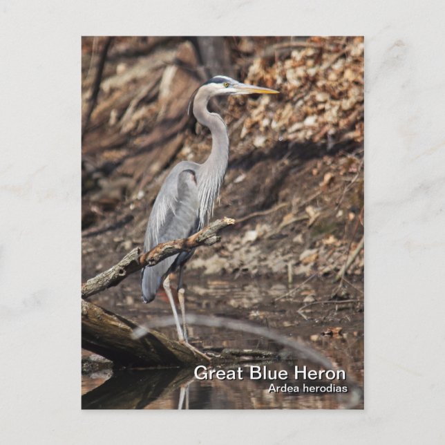 Great Blue Heron Postcard (Front)