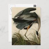 Great Blue Heron Postcard (Front/Back)