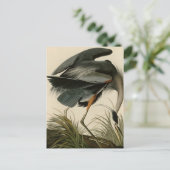Great Blue Heron Postcard (Standing Front)