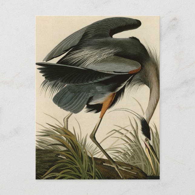 Great Blue Heron Postcard (Front)