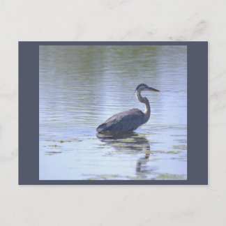 Great Blue Heron Postcard