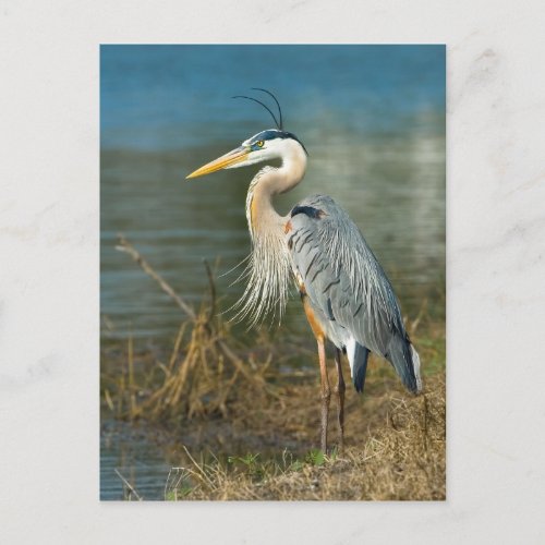 Great Blue Heron Postcard