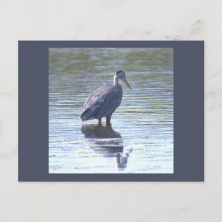 Great Blue Heron Postcard