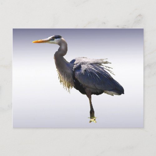 Great Blue Heron Postcard