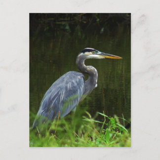 Great Blue Heron Postcard 3