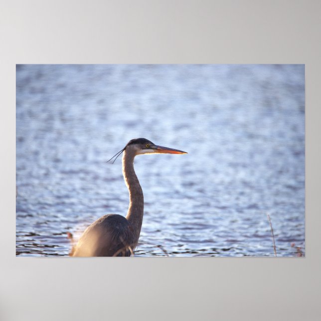 Great Blue Heron Poster (Front)