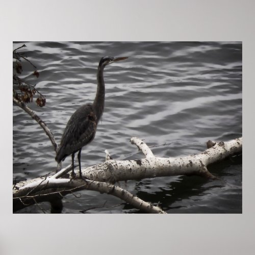 GREAT BLUE HERON POSTER