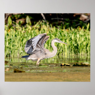Great Blue Heron Poster