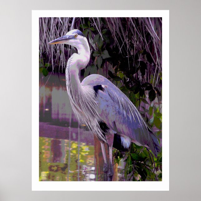 Great Blue Heron Poster (Front)