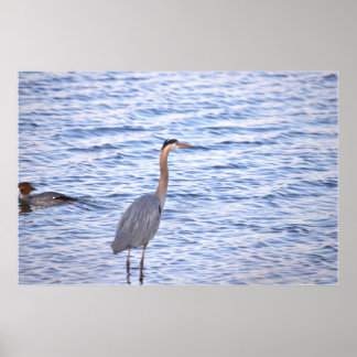 Great Blue Heron Poster