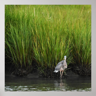 Great Blue Heron Poster