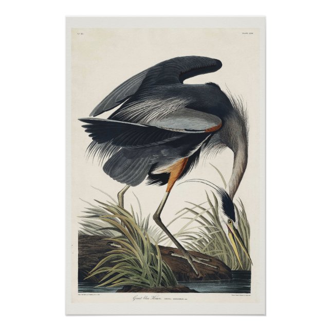 Great blue Heron Poster (Front)