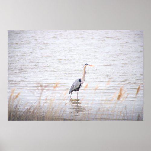 Great Blue Heron Poster