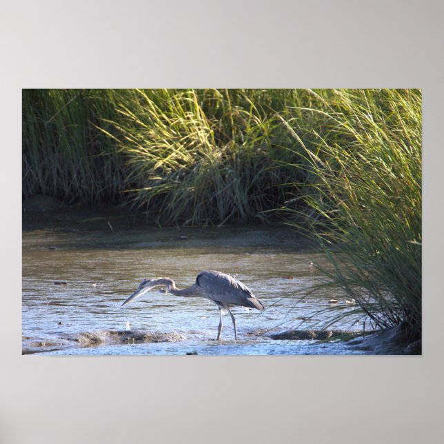 Great Blue Heron Poster (Front)