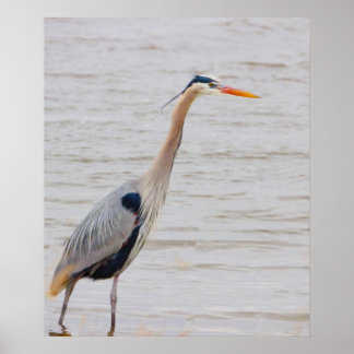 Great Blue Heron Poster