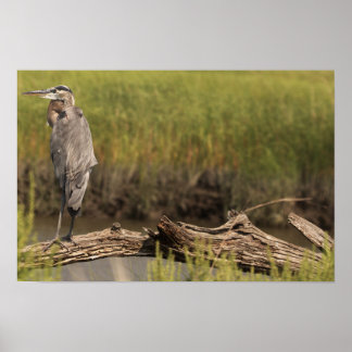 Great Blue Heron Poster