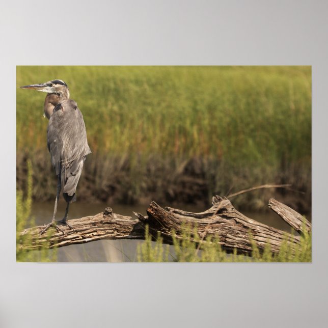 Great Blue Heron Poster (Front)
