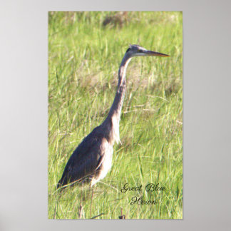 Great Blue Heron Poster