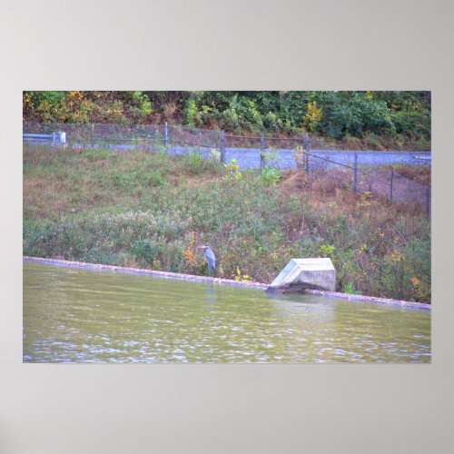 Great Blue Heron  Poster
