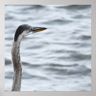 Great Blue Heron Poster