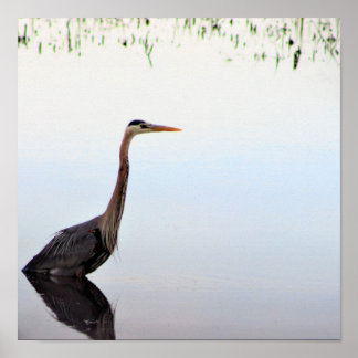 Great Blue Heron  Poster