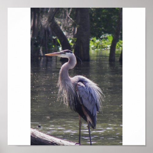 Great Blue Heron Poster