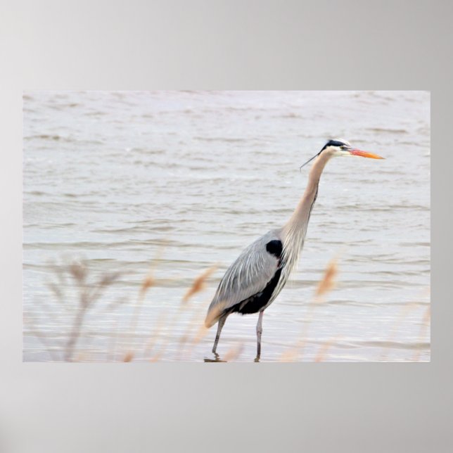 Great Blue Heron Poster (Front)