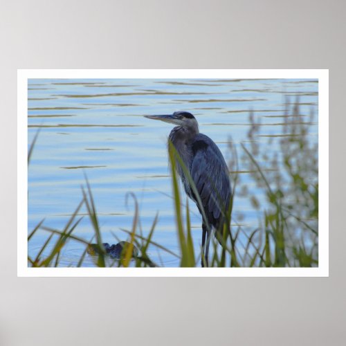 Great Blue Heron Poster