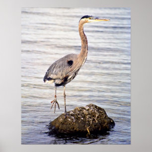 Great Blue Heron Poster