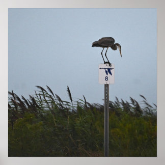 Great Blue Heron Poster