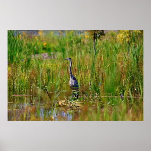 Great Blue Heron Poster