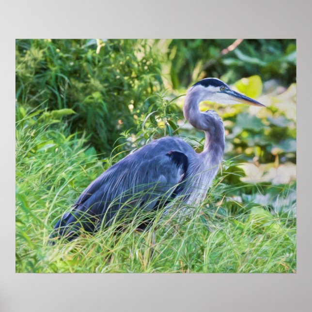 Great Blue Heron Poster (Front)