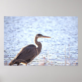 Great Blue Heron Poster