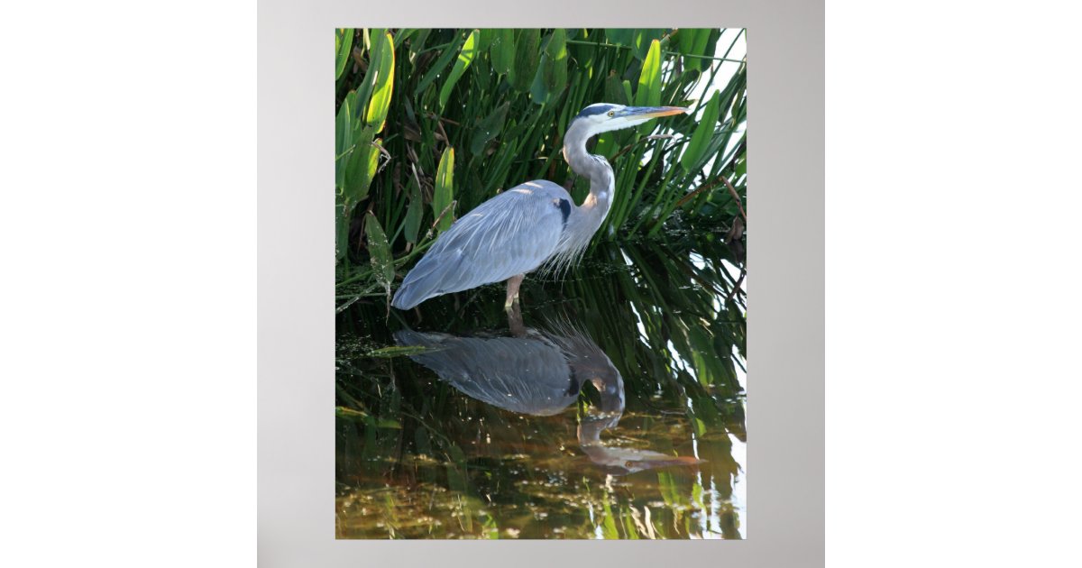 Great Blue Heron Poster | Zazzle