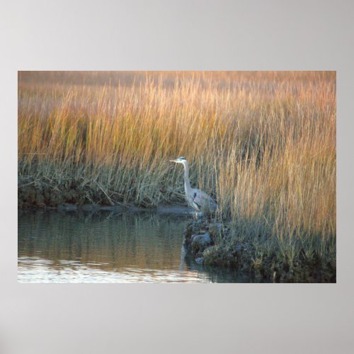 Great Blue Heron Poster