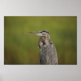 Great Blue Heron Poster
