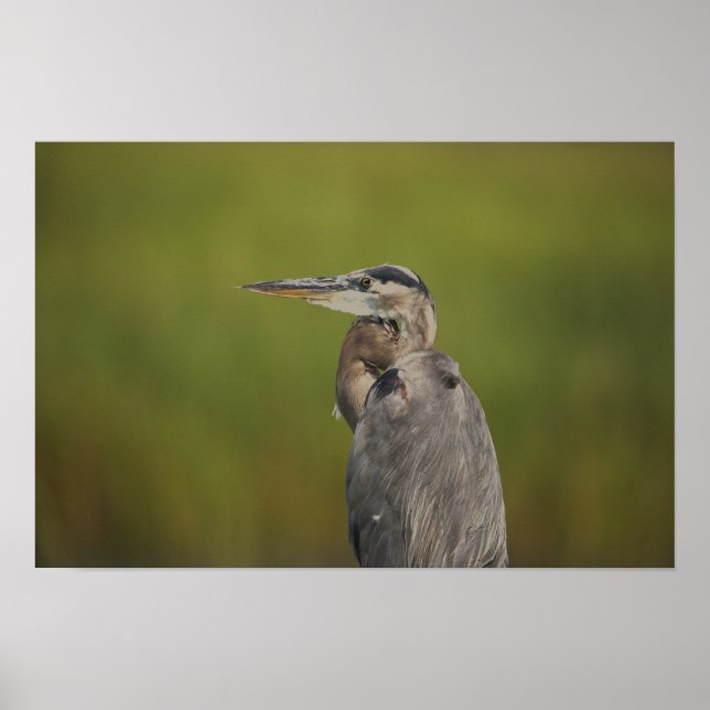 Great Blue Heron Poster (Front)