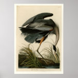 Great Blue Heron Poster at Zazzle