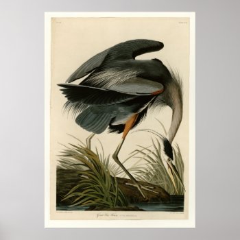 Great Blue Heron Poster by birdpictures at Zazzle