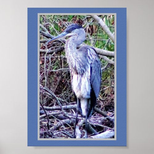 Great Blue Heron Poster