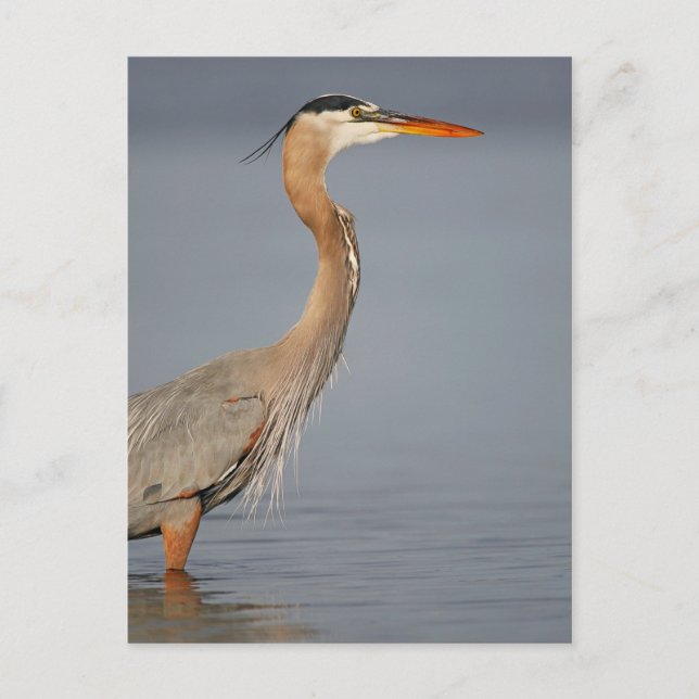 Great Blue Heron Profile Postcard (Front)