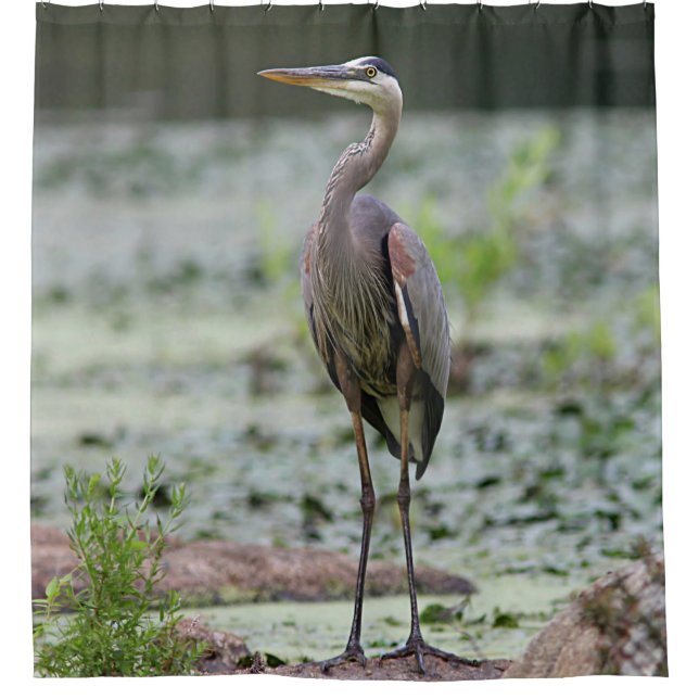 Great blue heron shower curtain (Front)